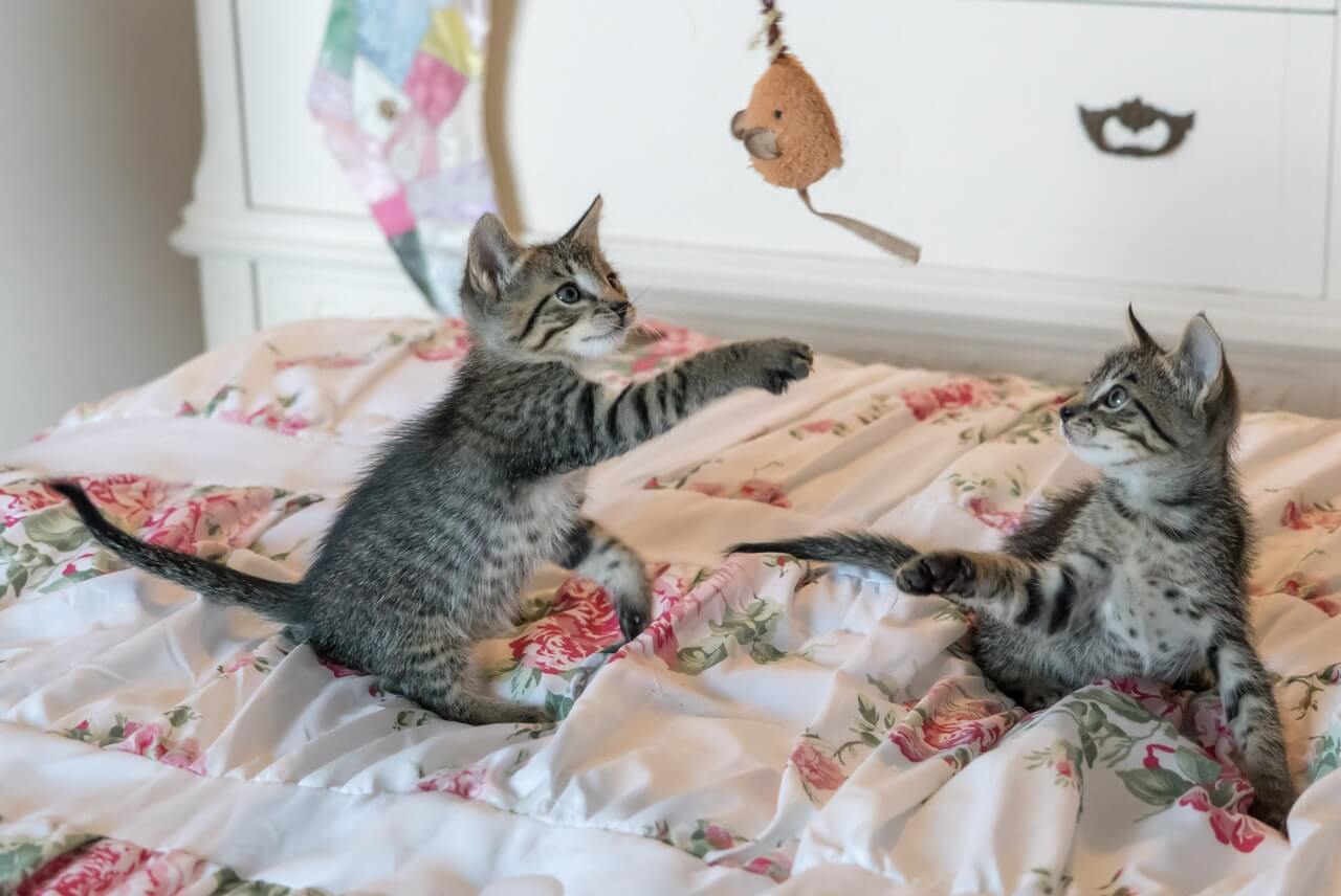 cats on bed playing